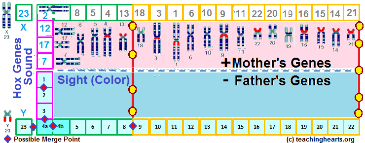 Gene Organization